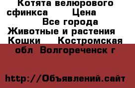 Котята велюрового сфинкса. .. › Цена ­ 15 000 - Все города Животные и растения » Кошки   . Костромская обл.,Волгореченск г.